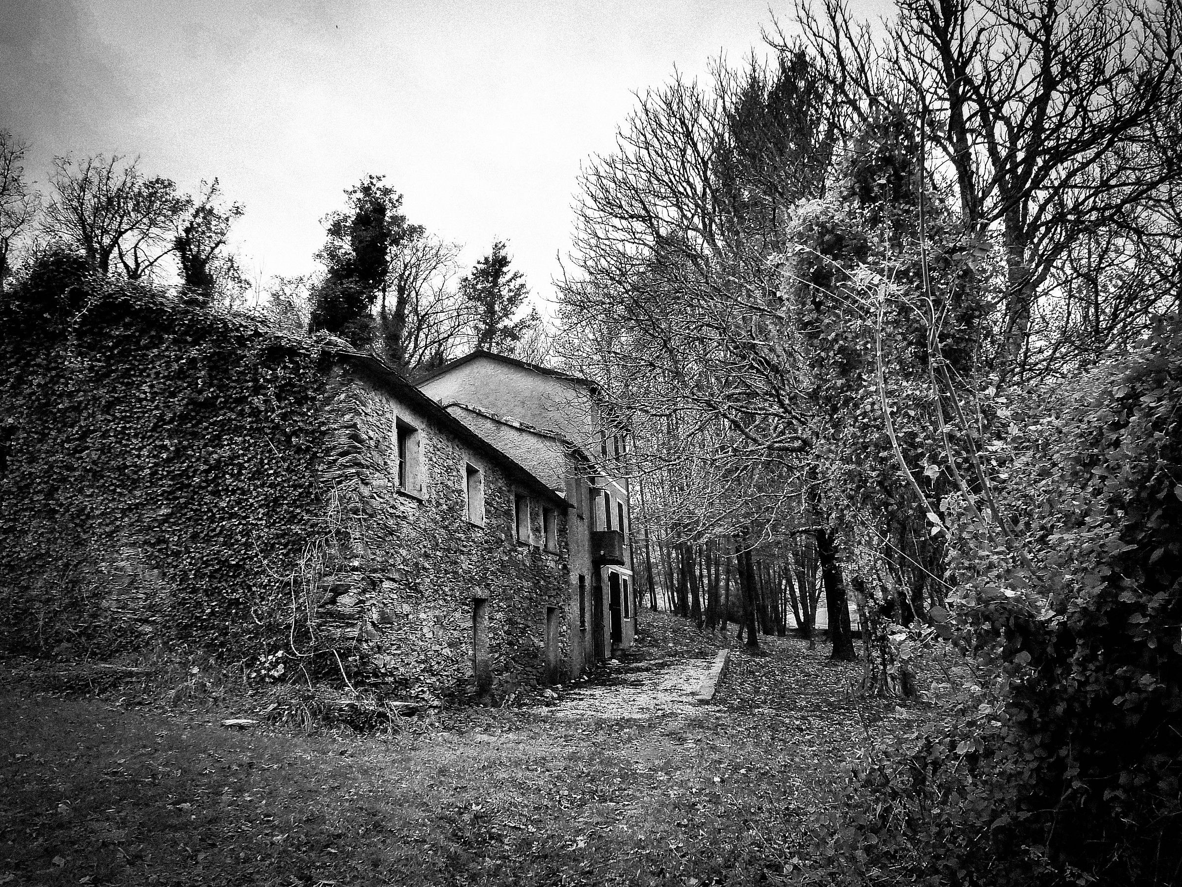 The house in the woods