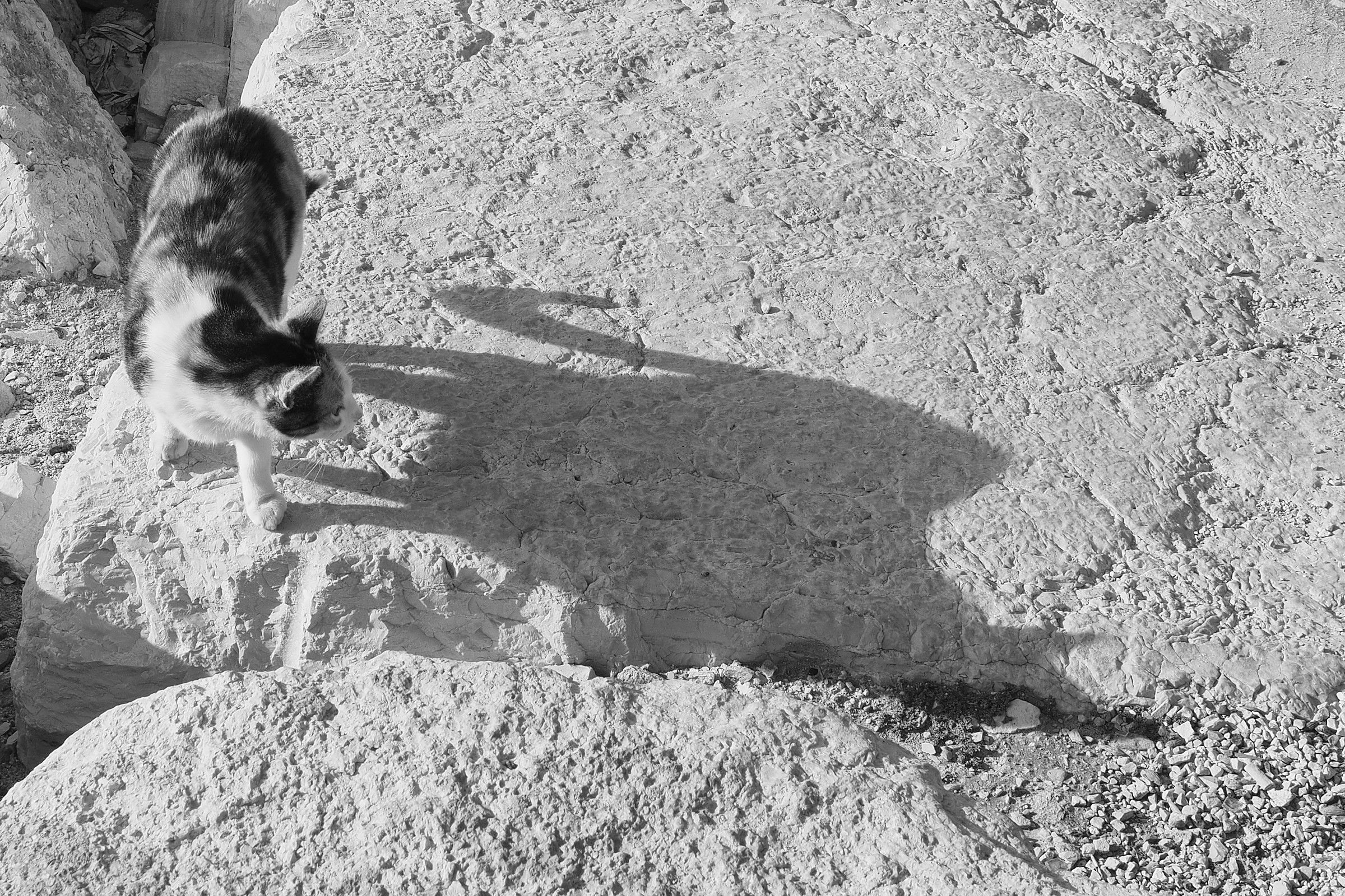 The Cat and his shadow