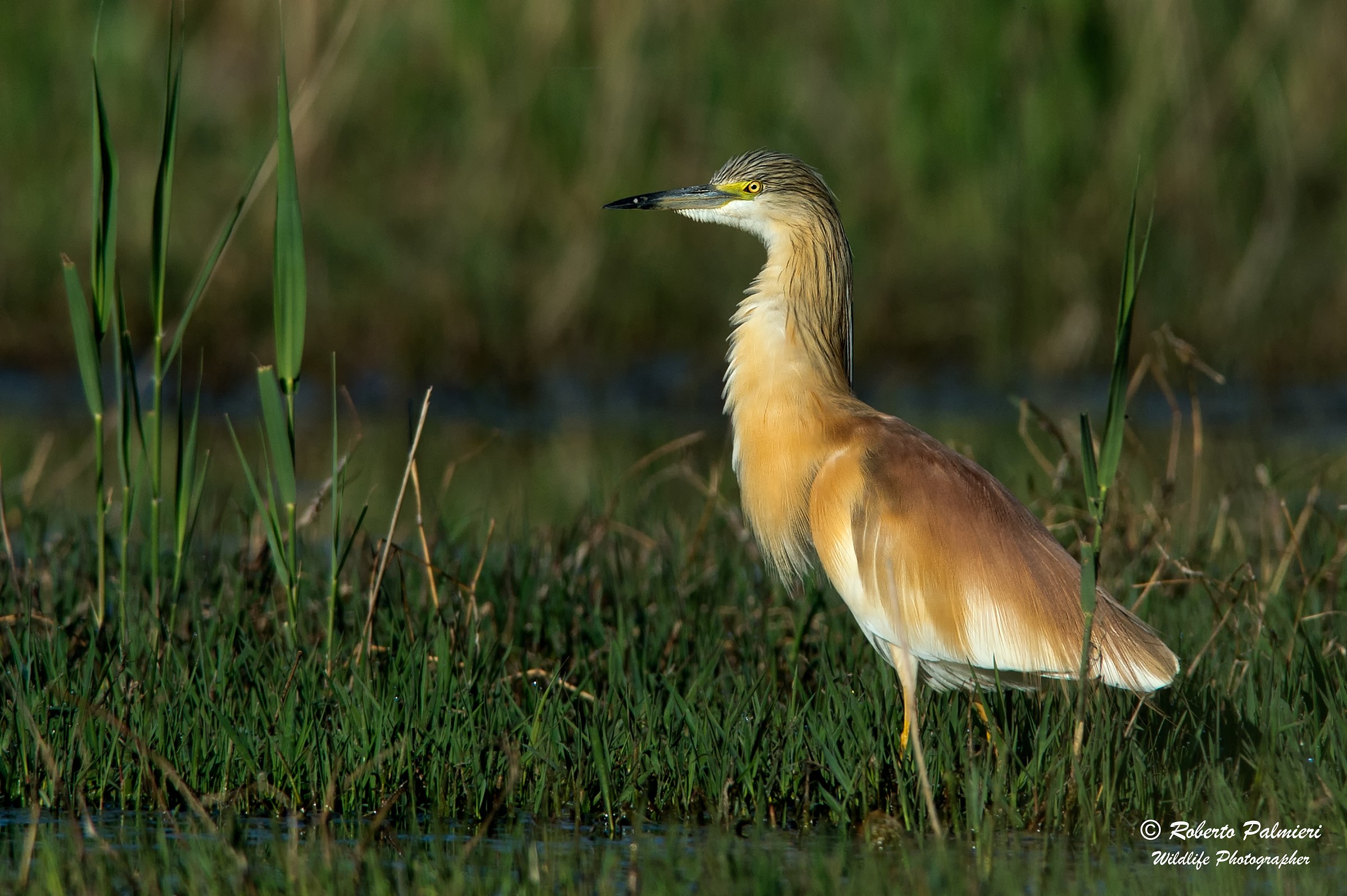 Sgarza Ciuffetto (Ardeola ralloides)