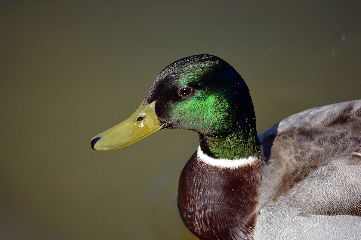 Mallard