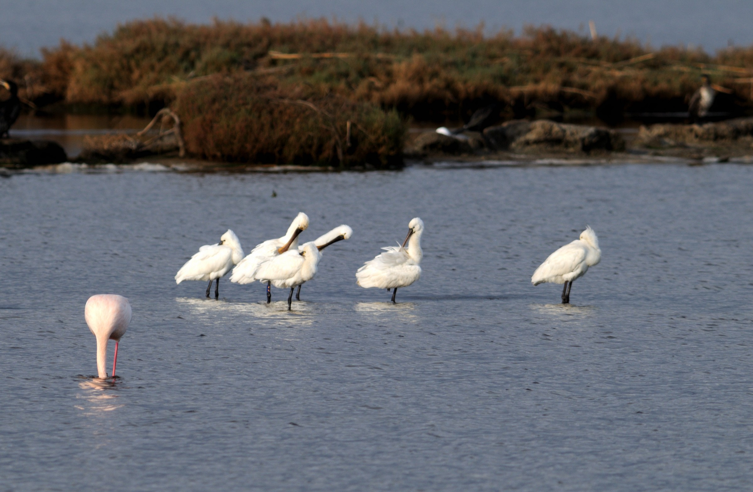 Spatulas and Flamingo