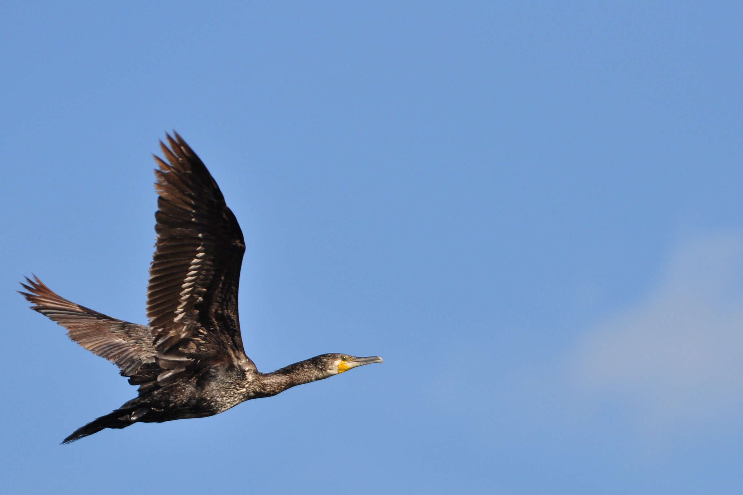 Cormorano