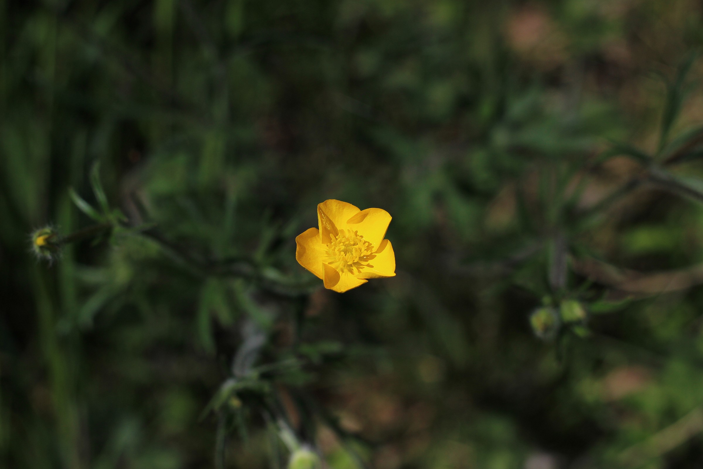 Yellow Flower