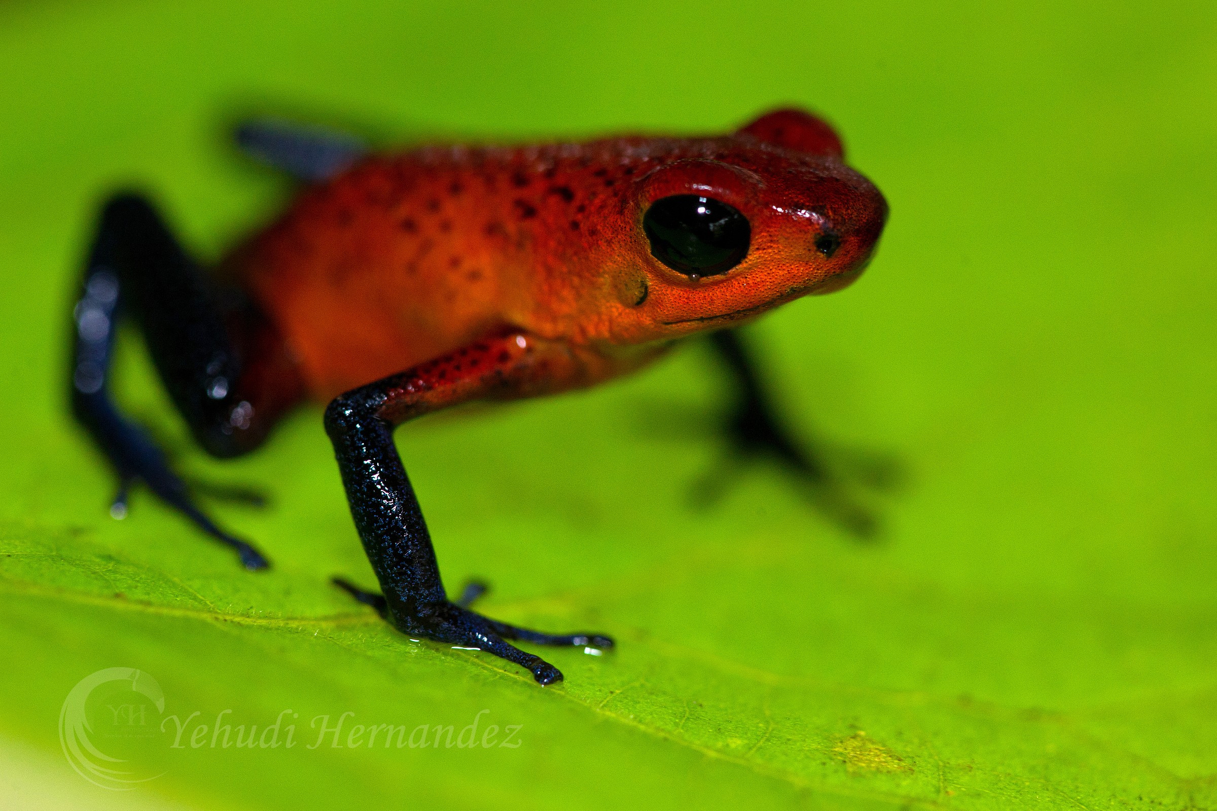 Poison Dart Frog