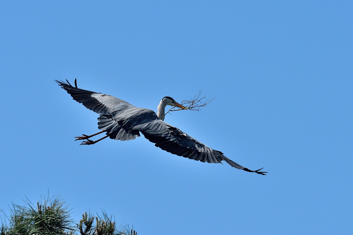 Herons nesting in Greys