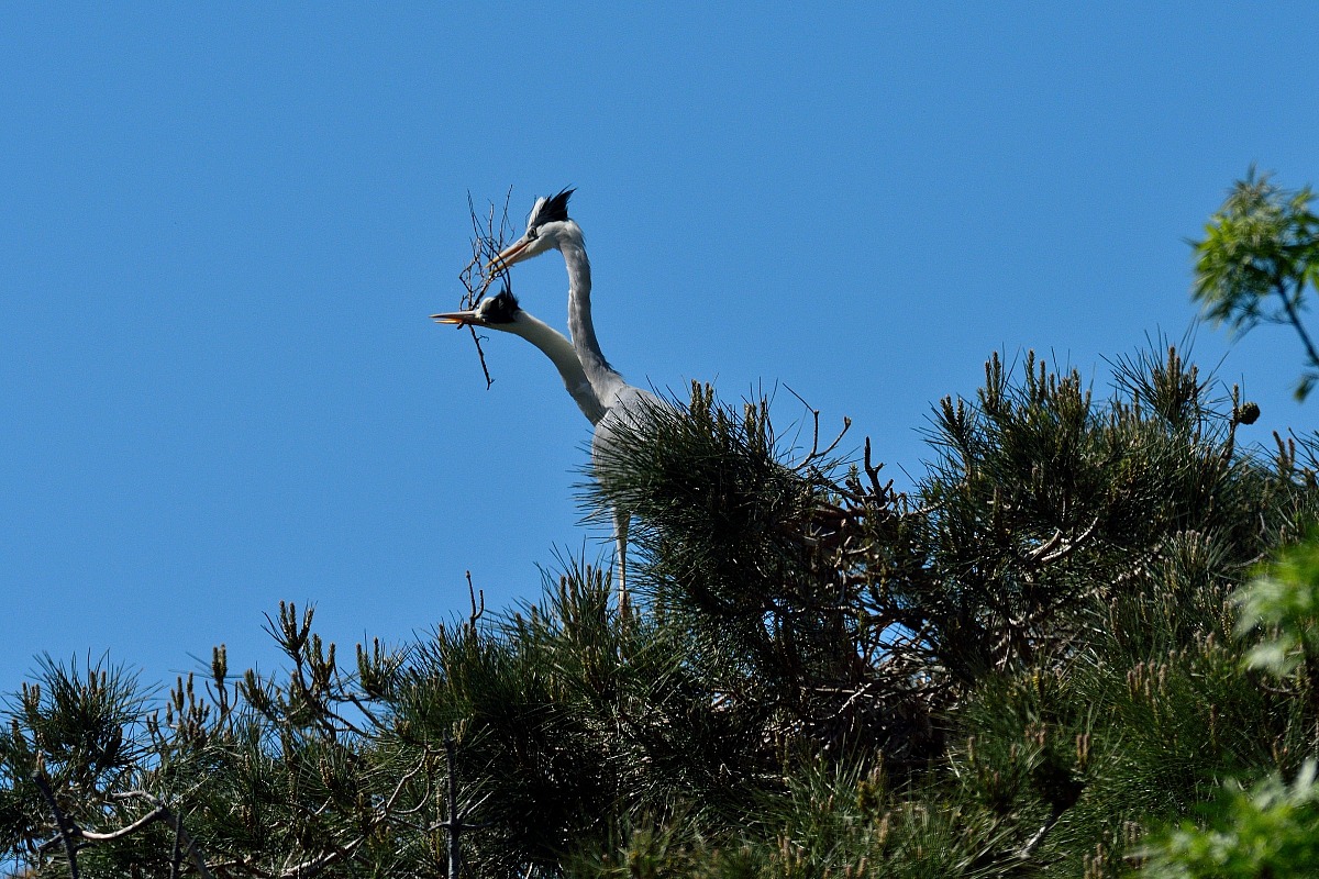 Grey Heron on nest