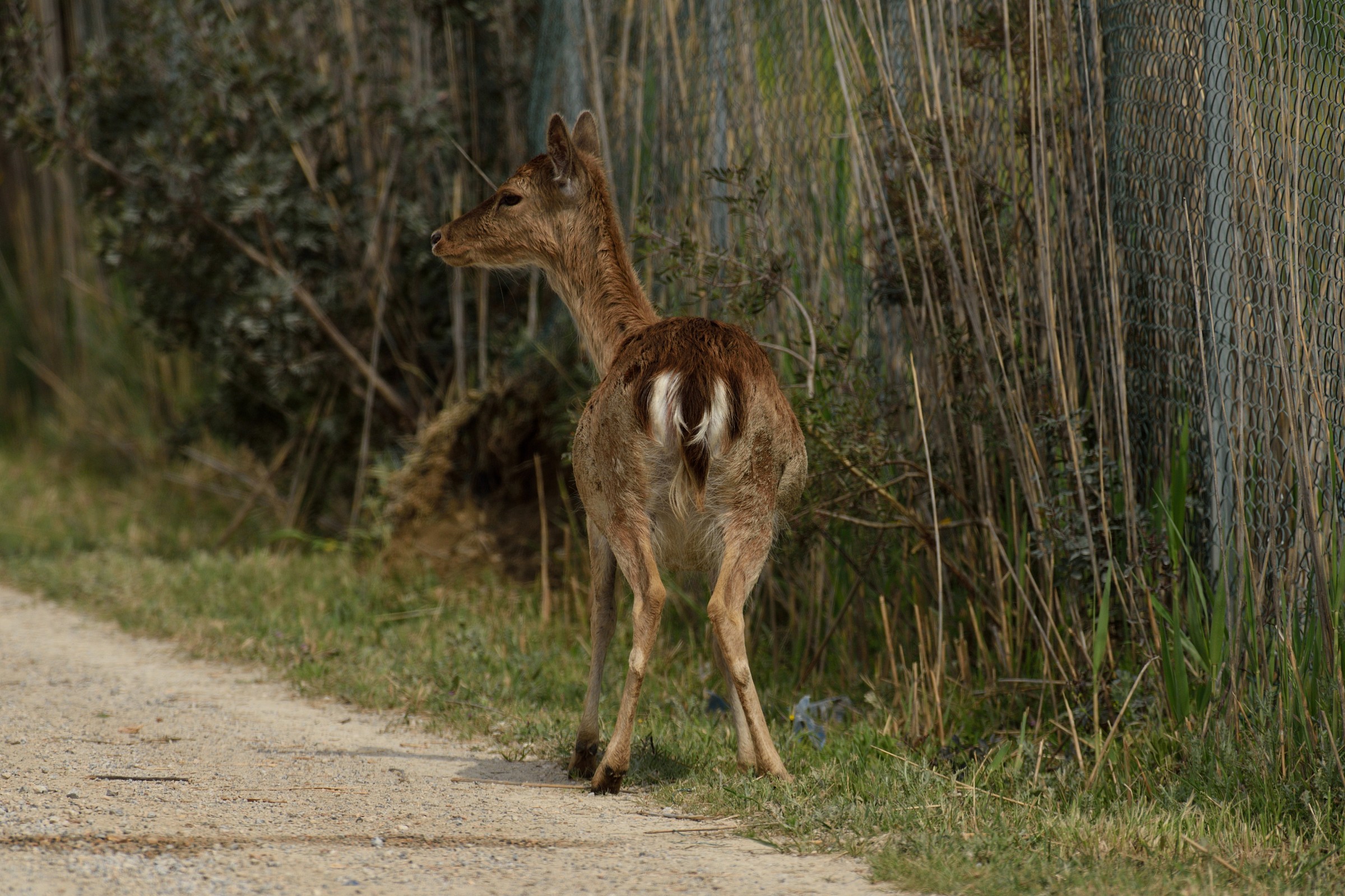 Daino and hole in the fence