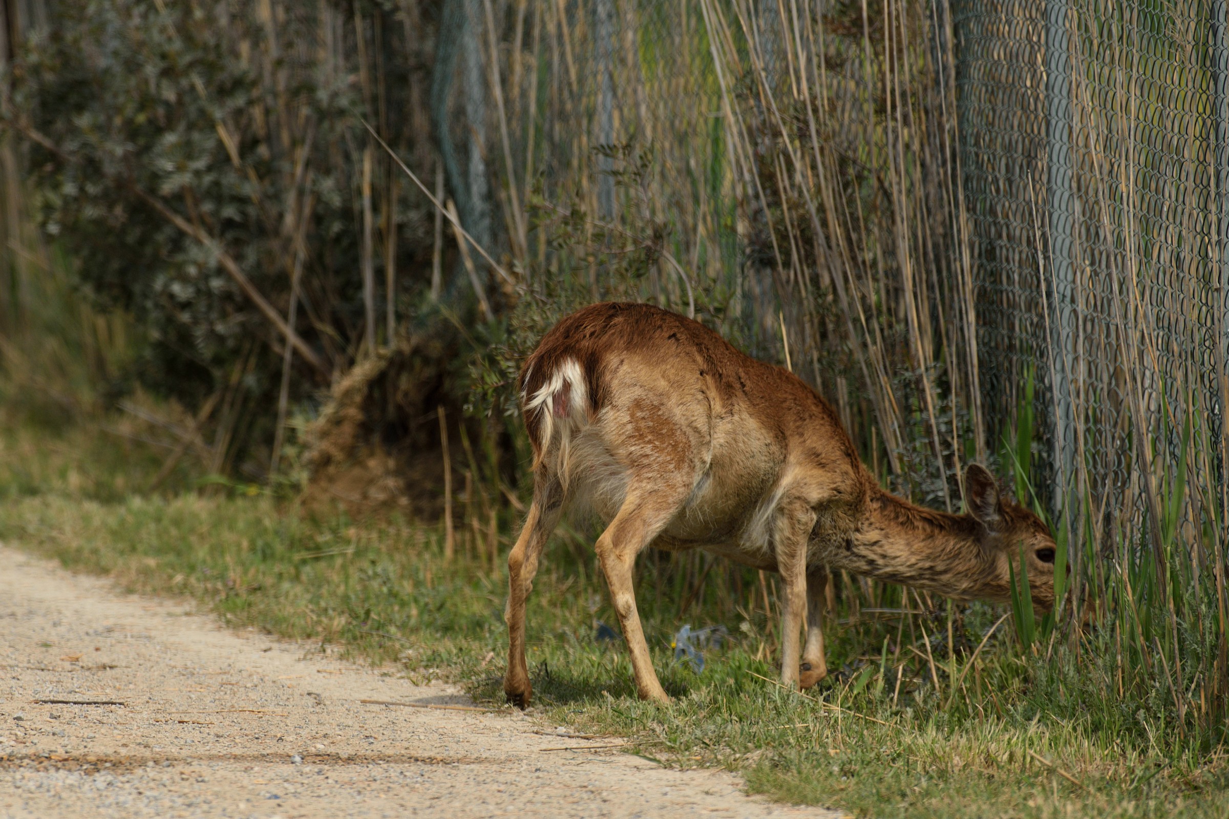 The Deer and the fence perforated