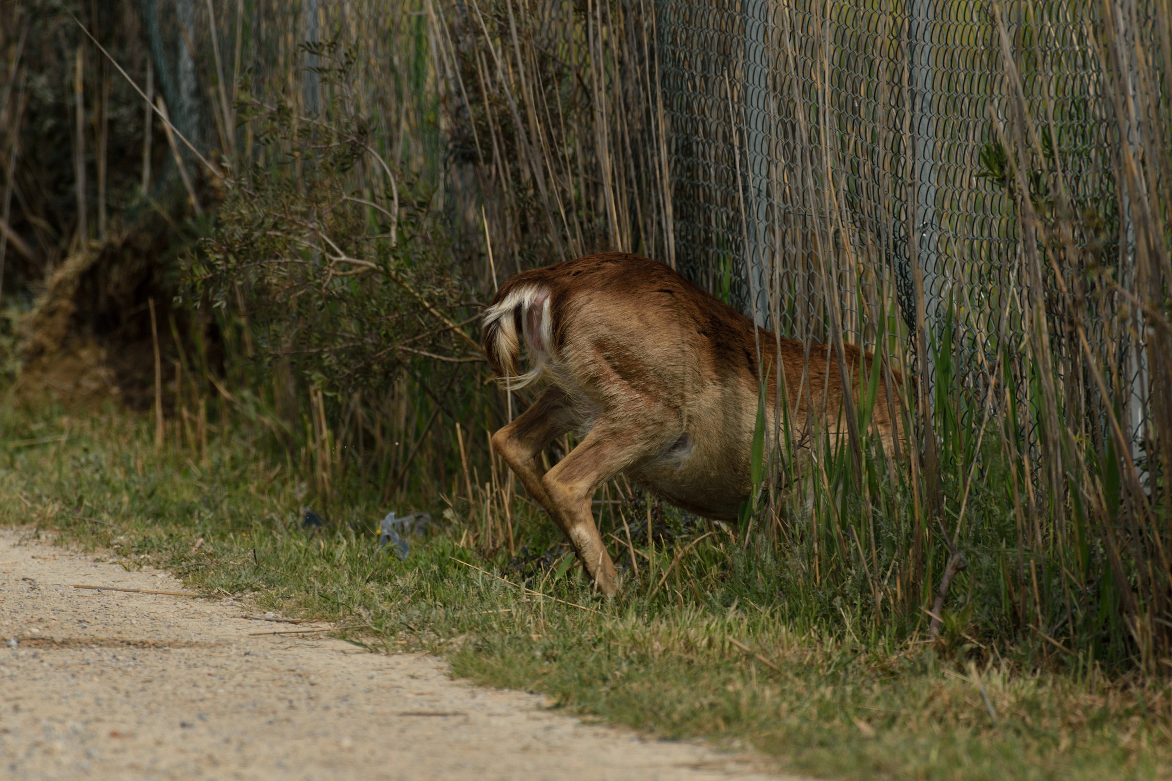 The Deer and the fence perforated