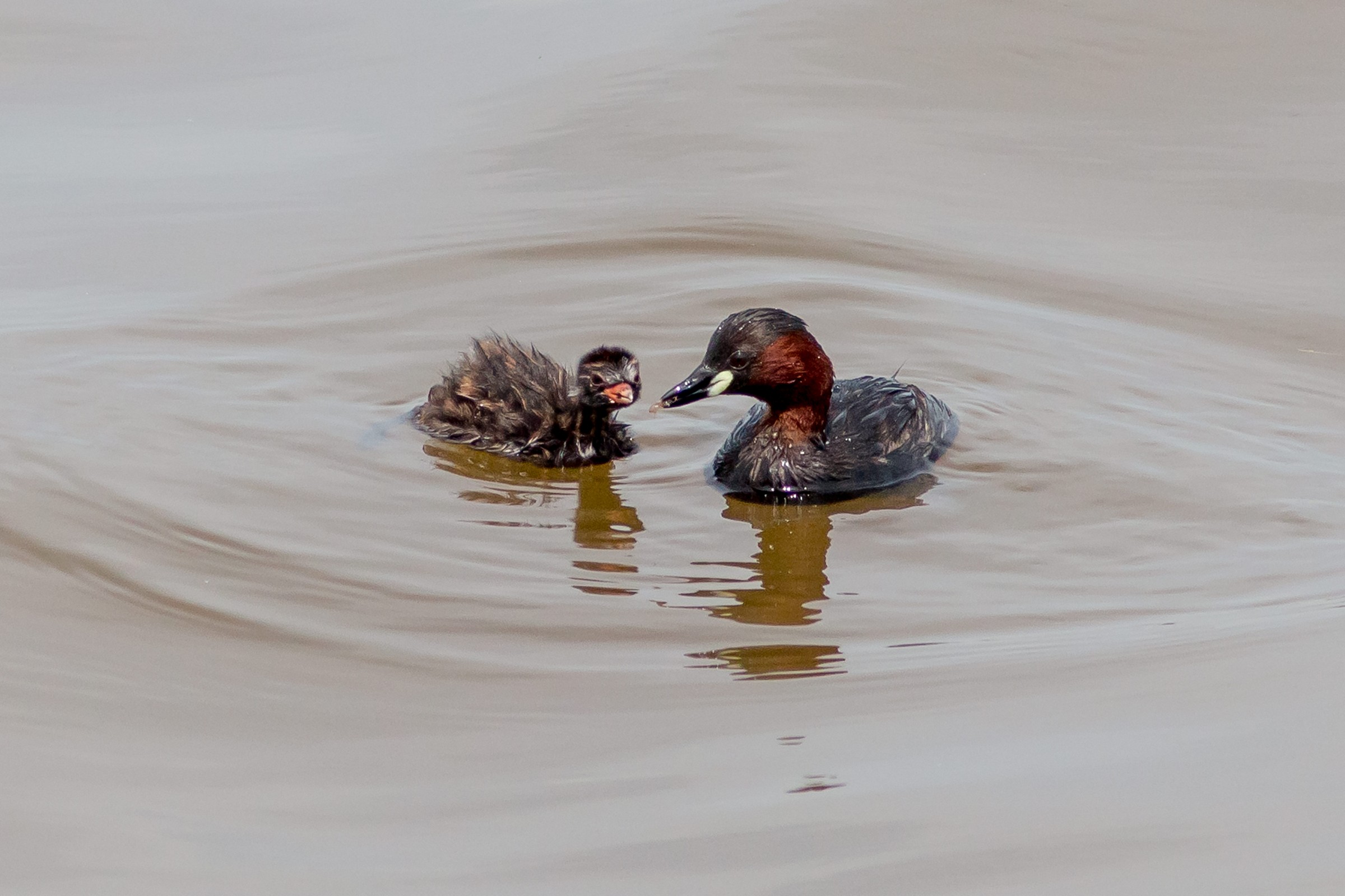 Little Grebe