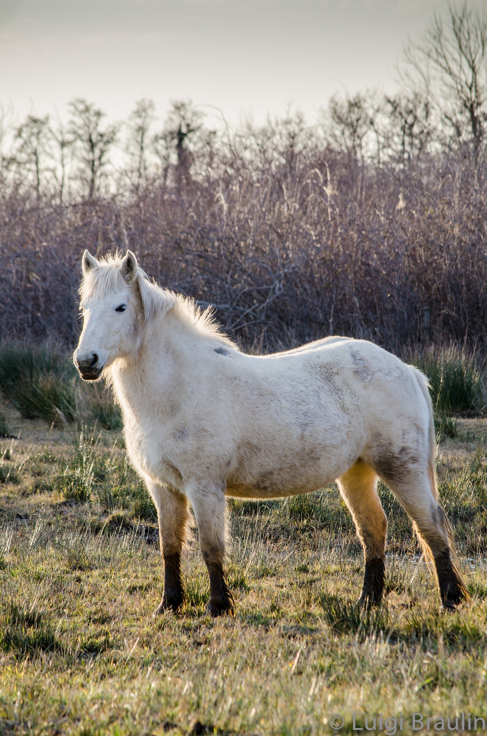 cavalli della camargue