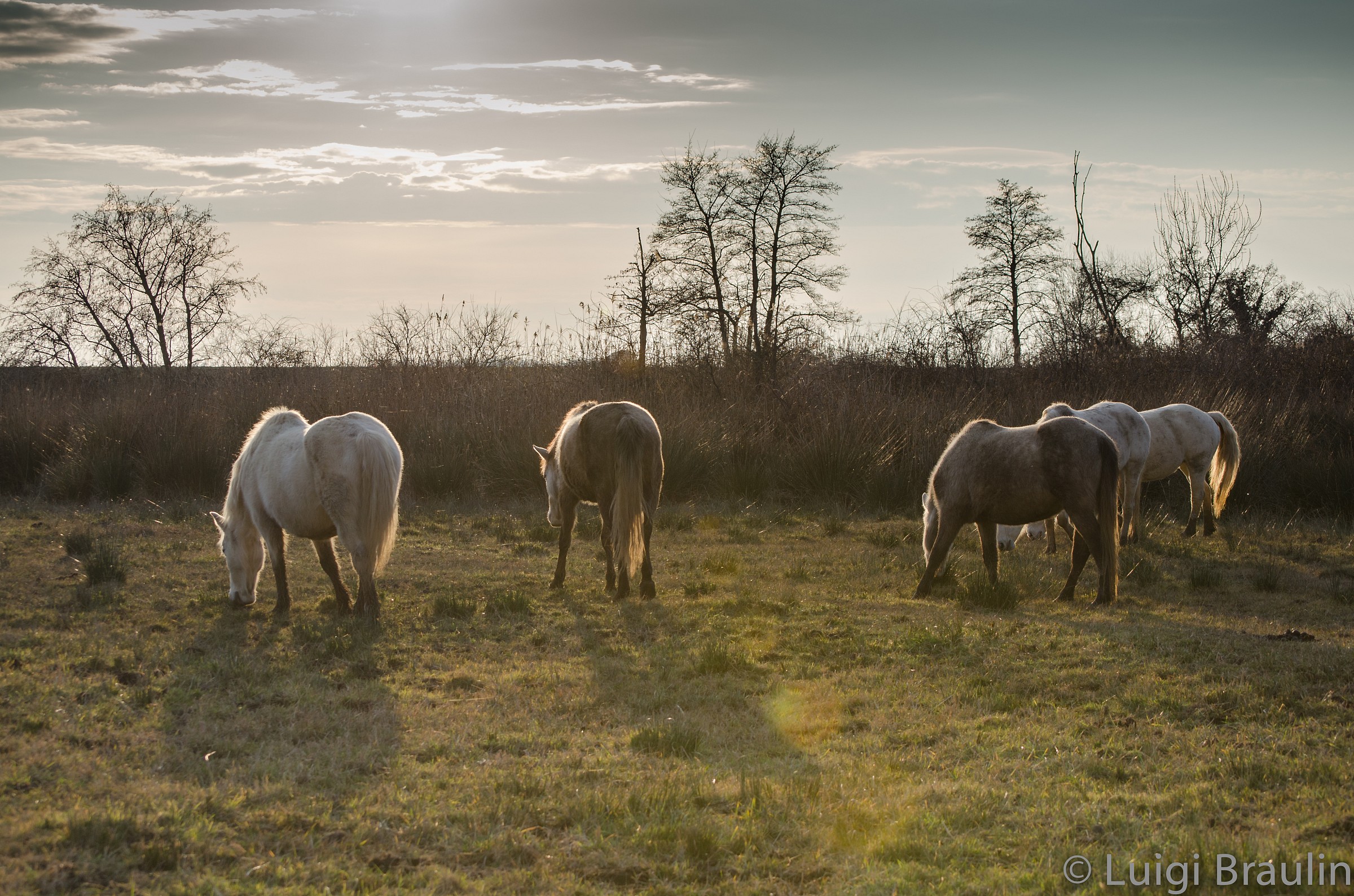 horses of the Camargue