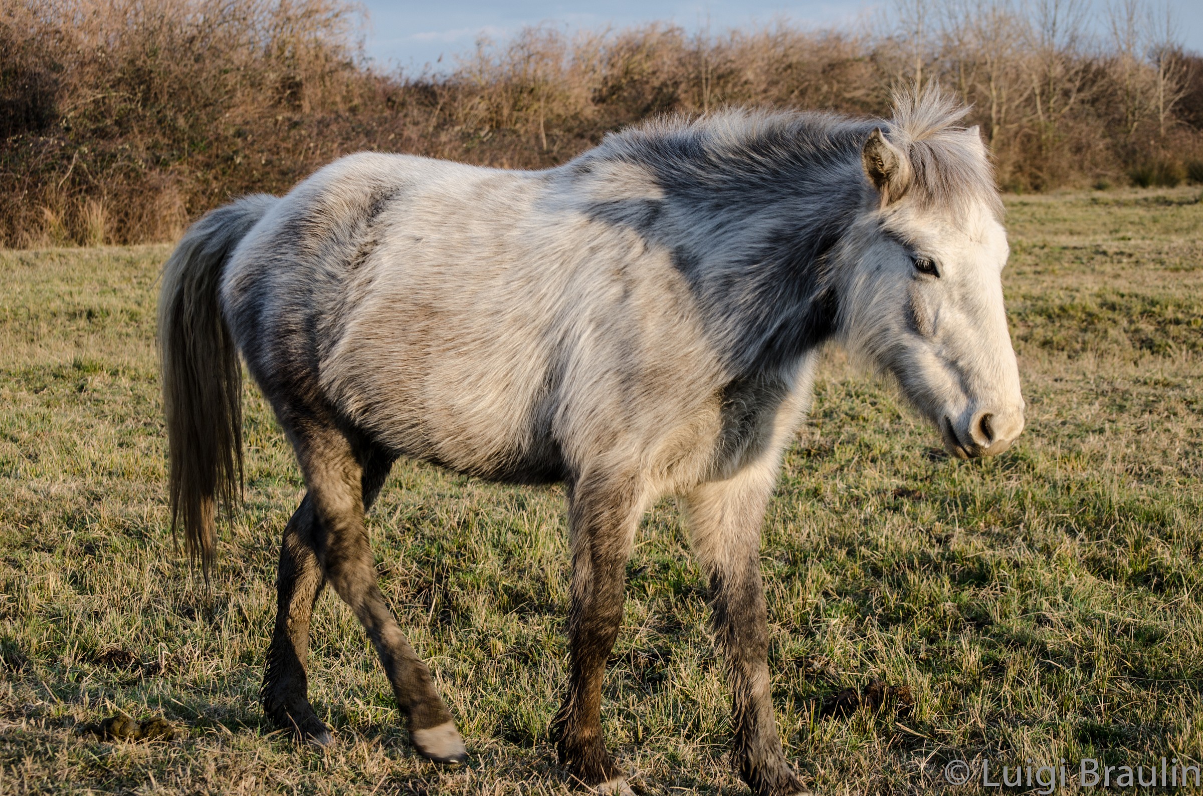 cavalli della camargue