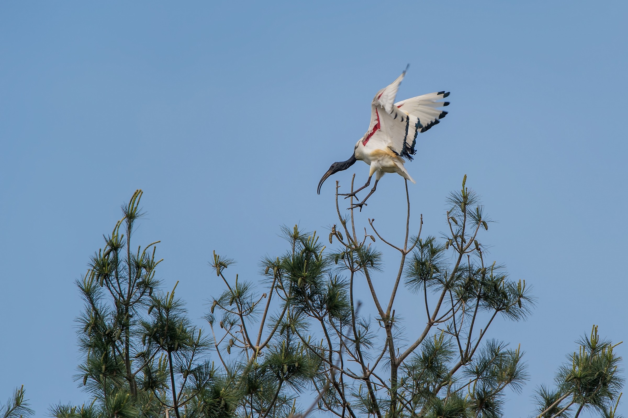 Sacred Ibis