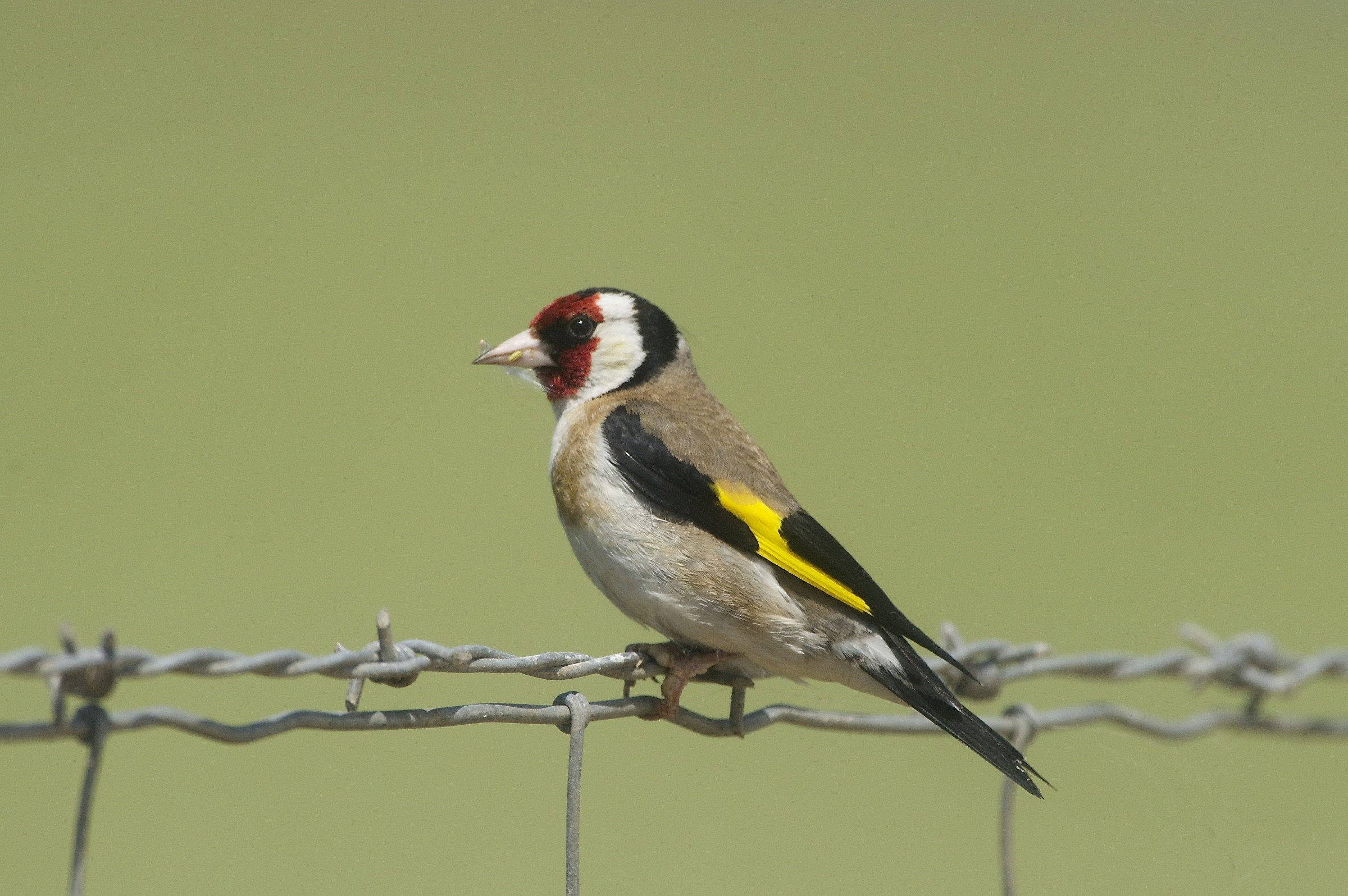 Goldfinch no crop