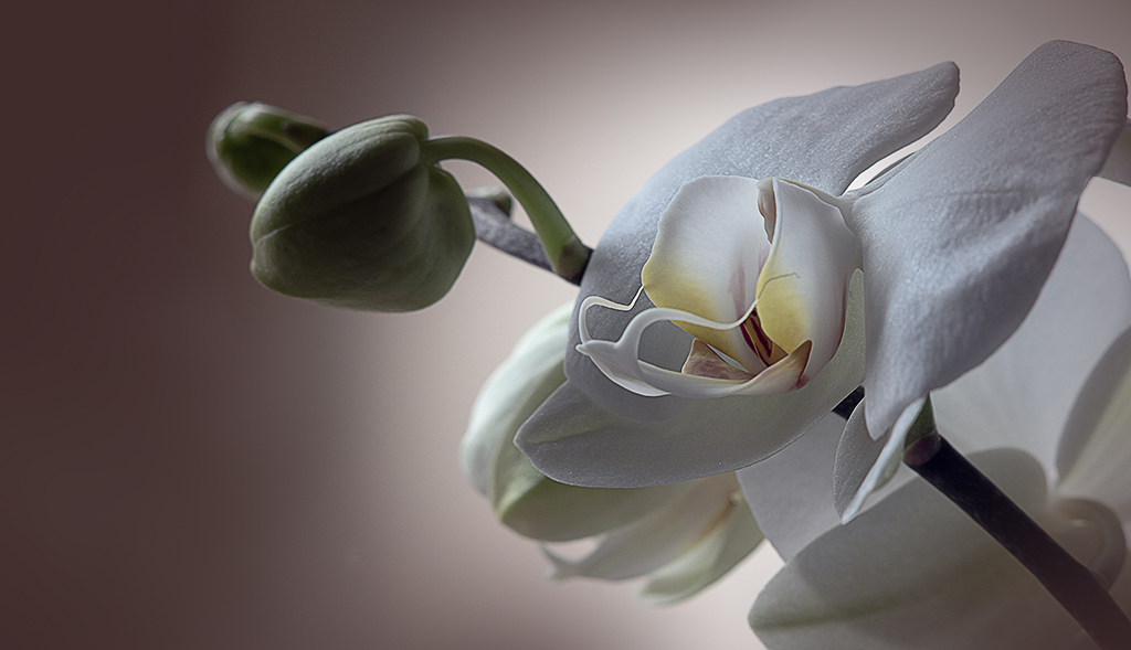 Semplicemente orchidea