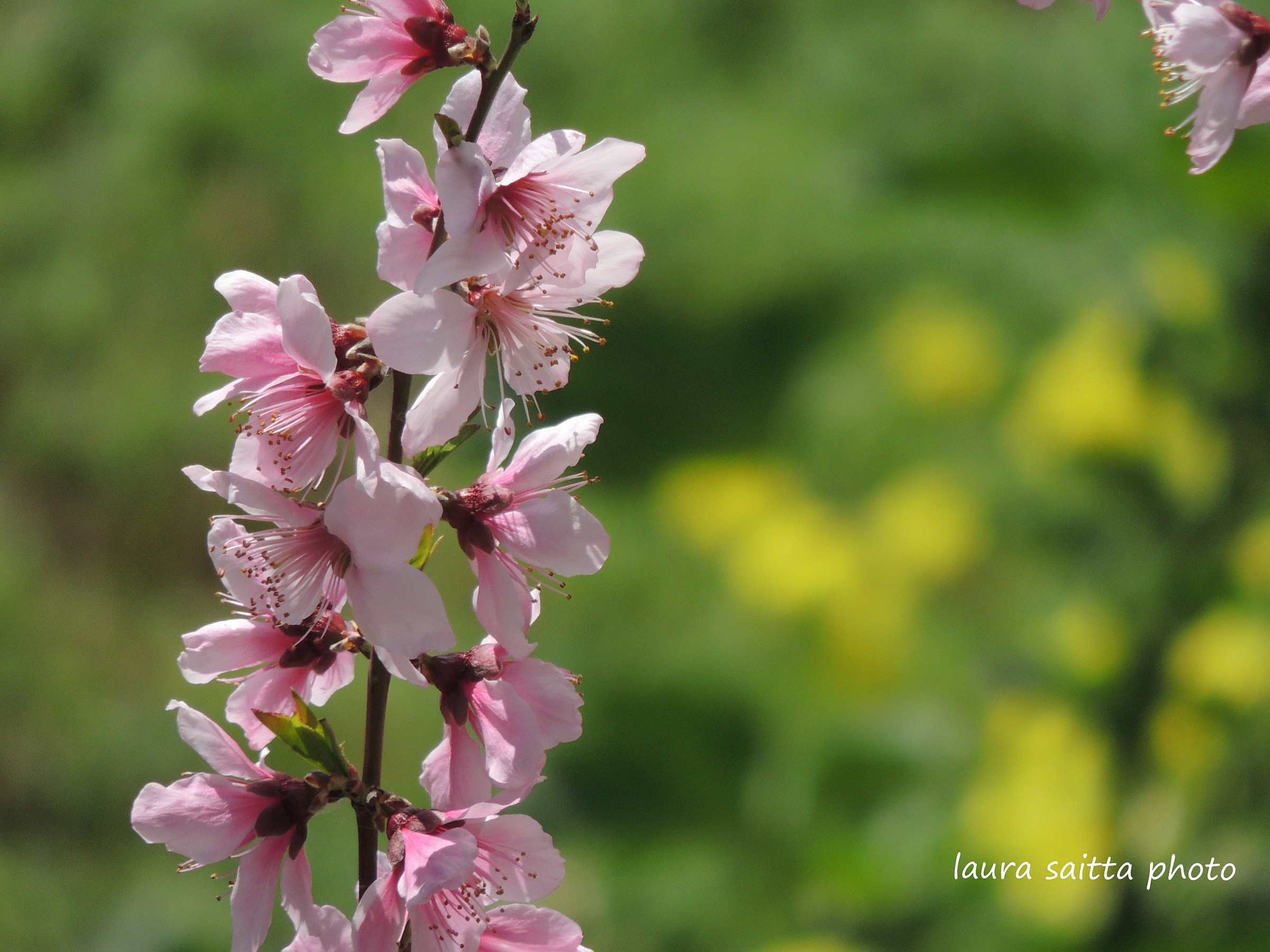 peach flowers