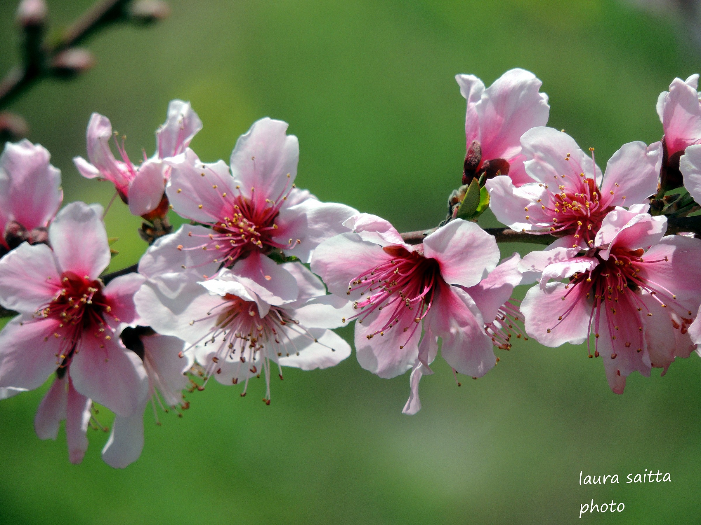 peach flowers