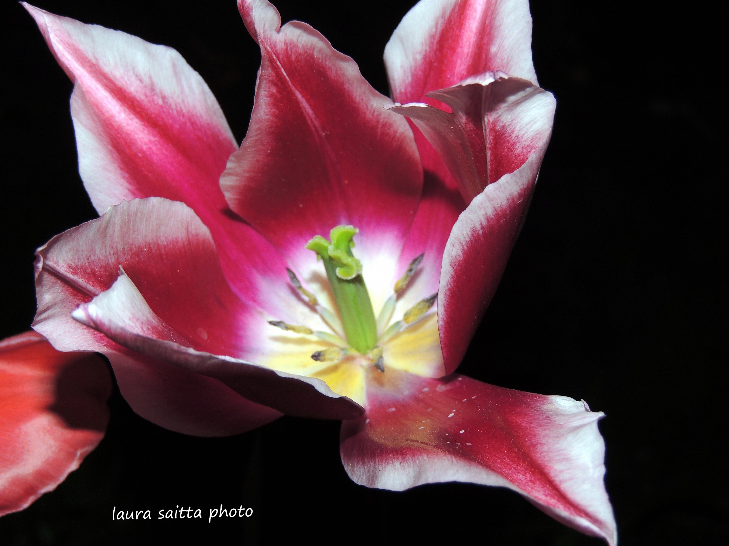 Parrot Tulip