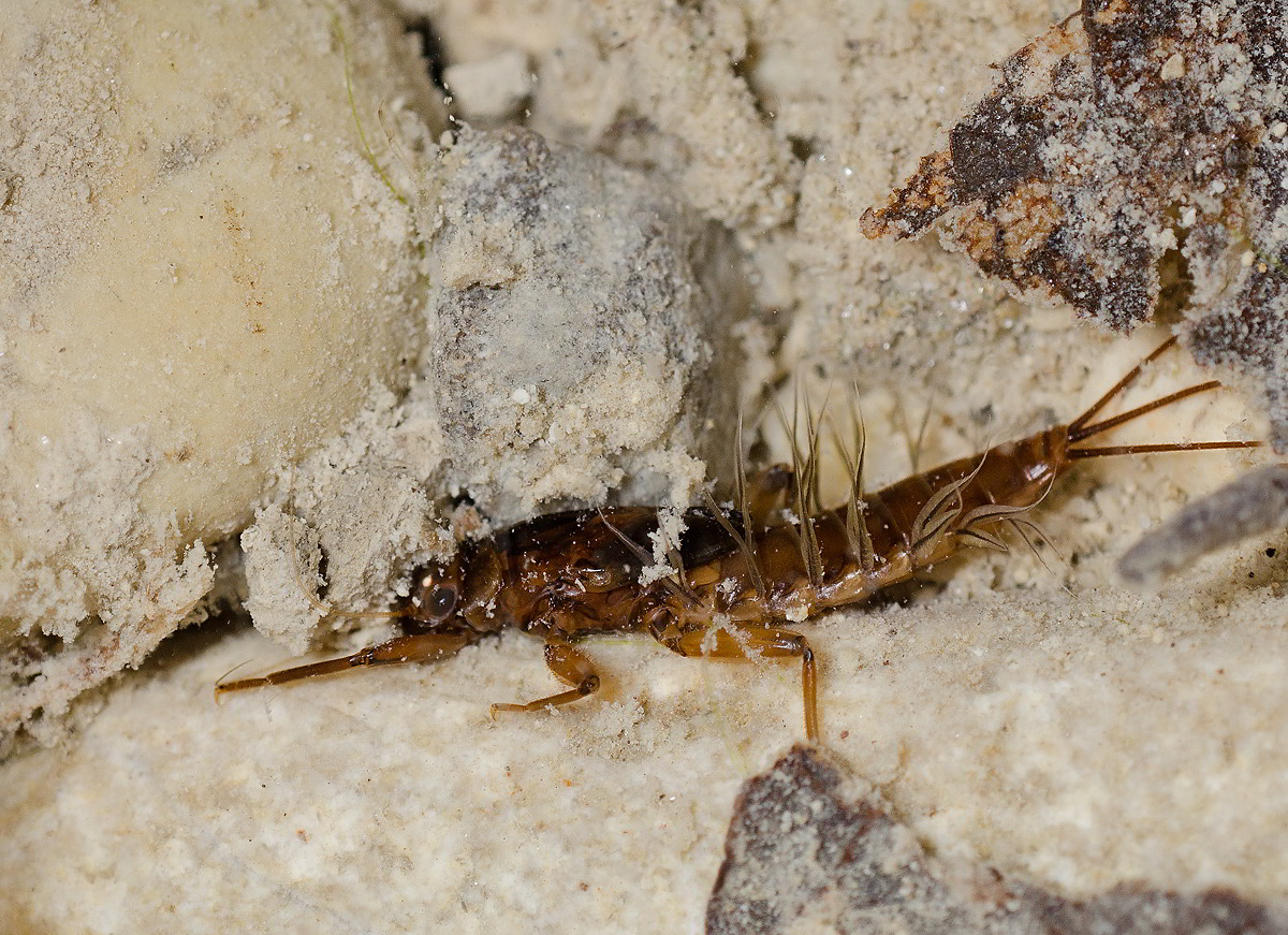 Ninfa di Habroleptoides