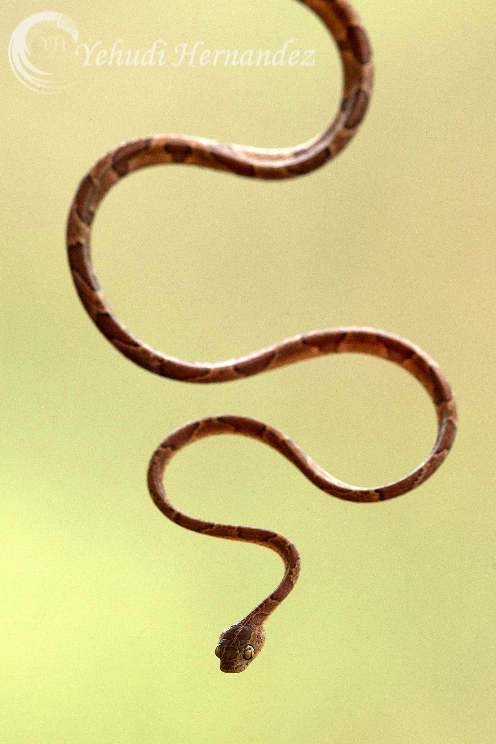 Cat serpente dagli occhi