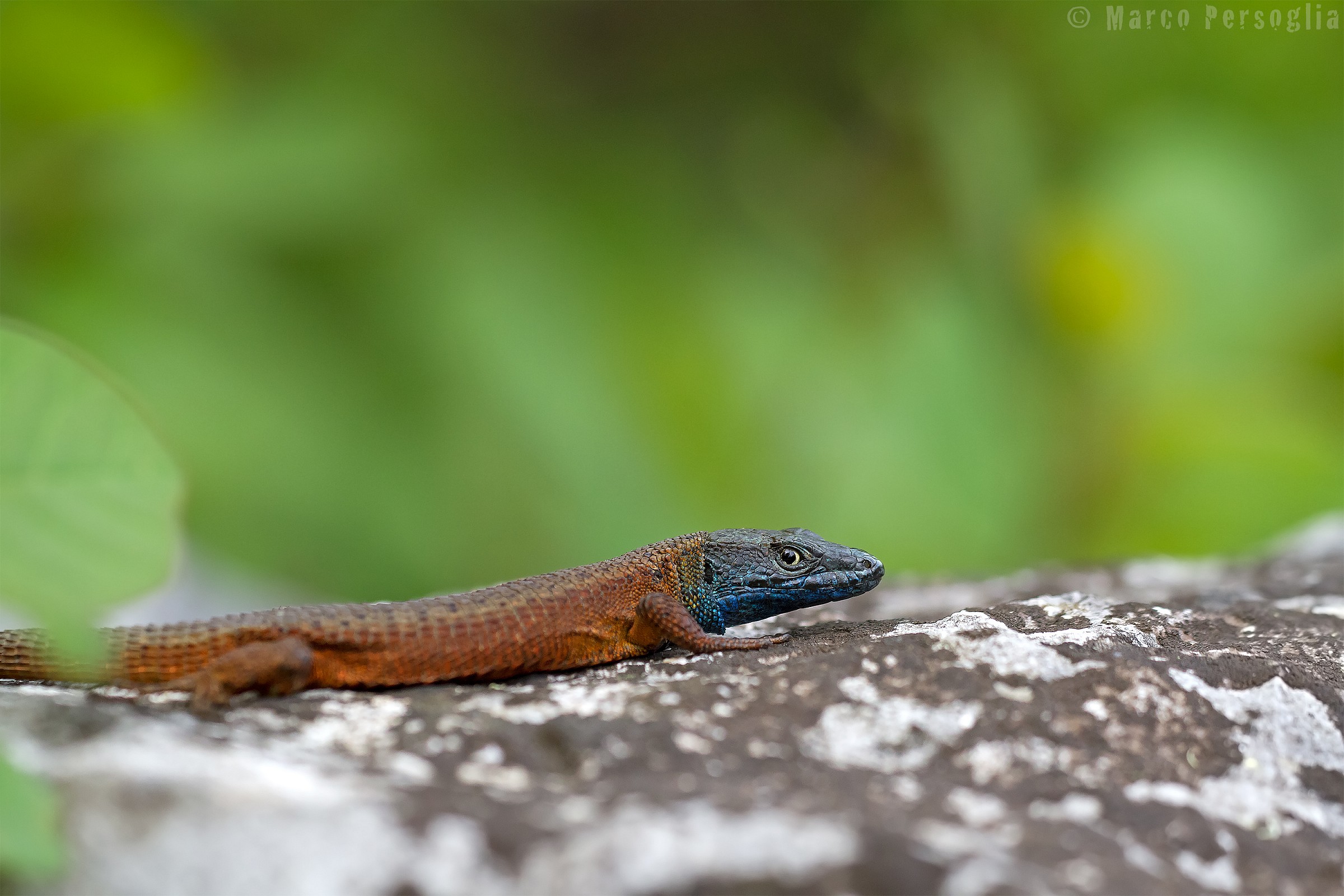 Algiroide magnificent