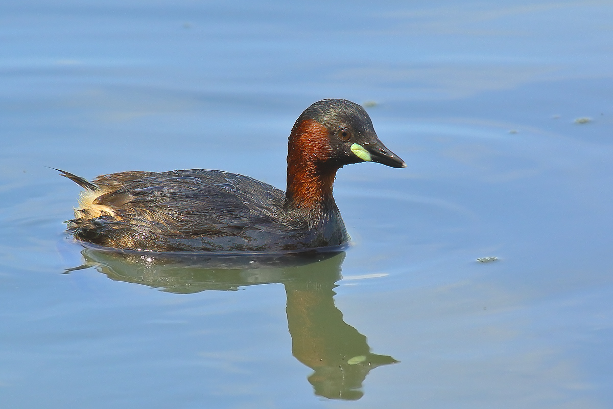 little grebe