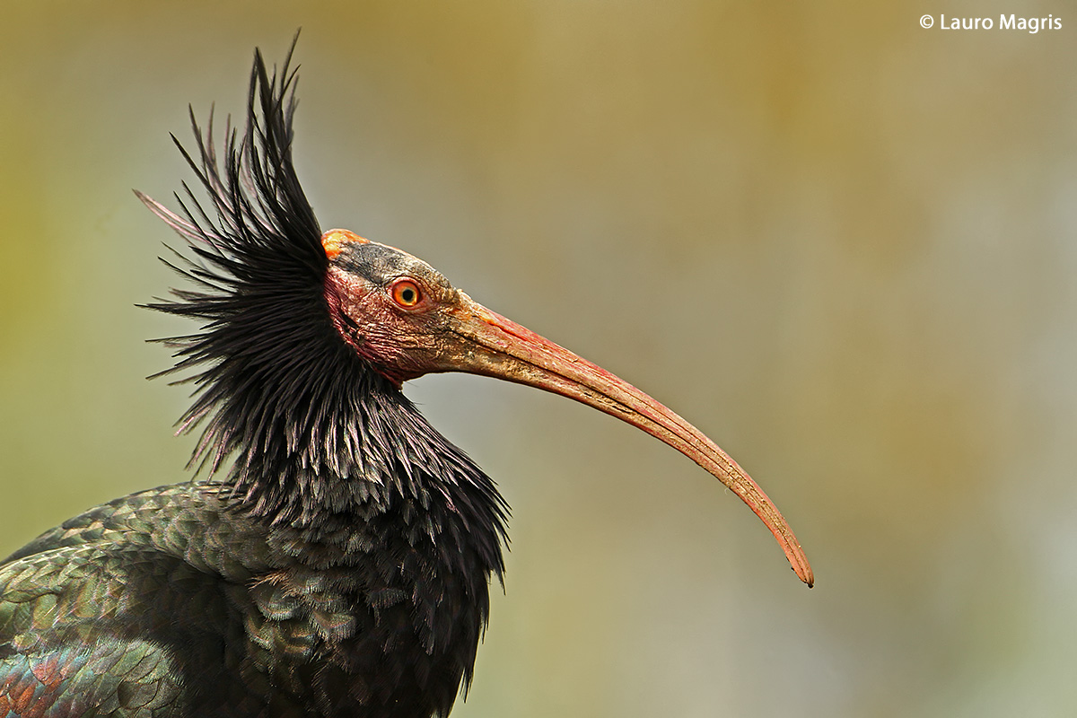 Bald Ibis