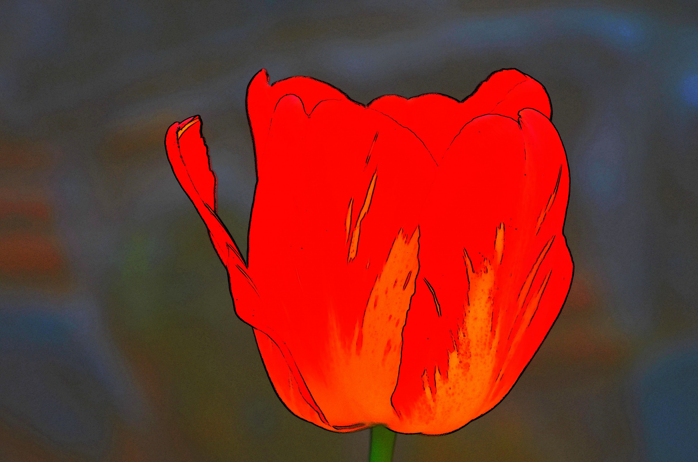 Tulip
