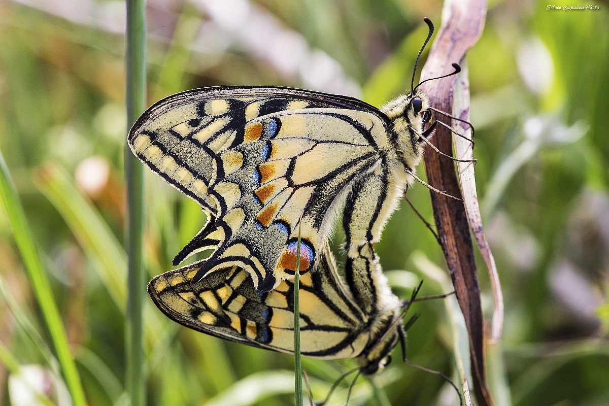 Photographer indiscreet