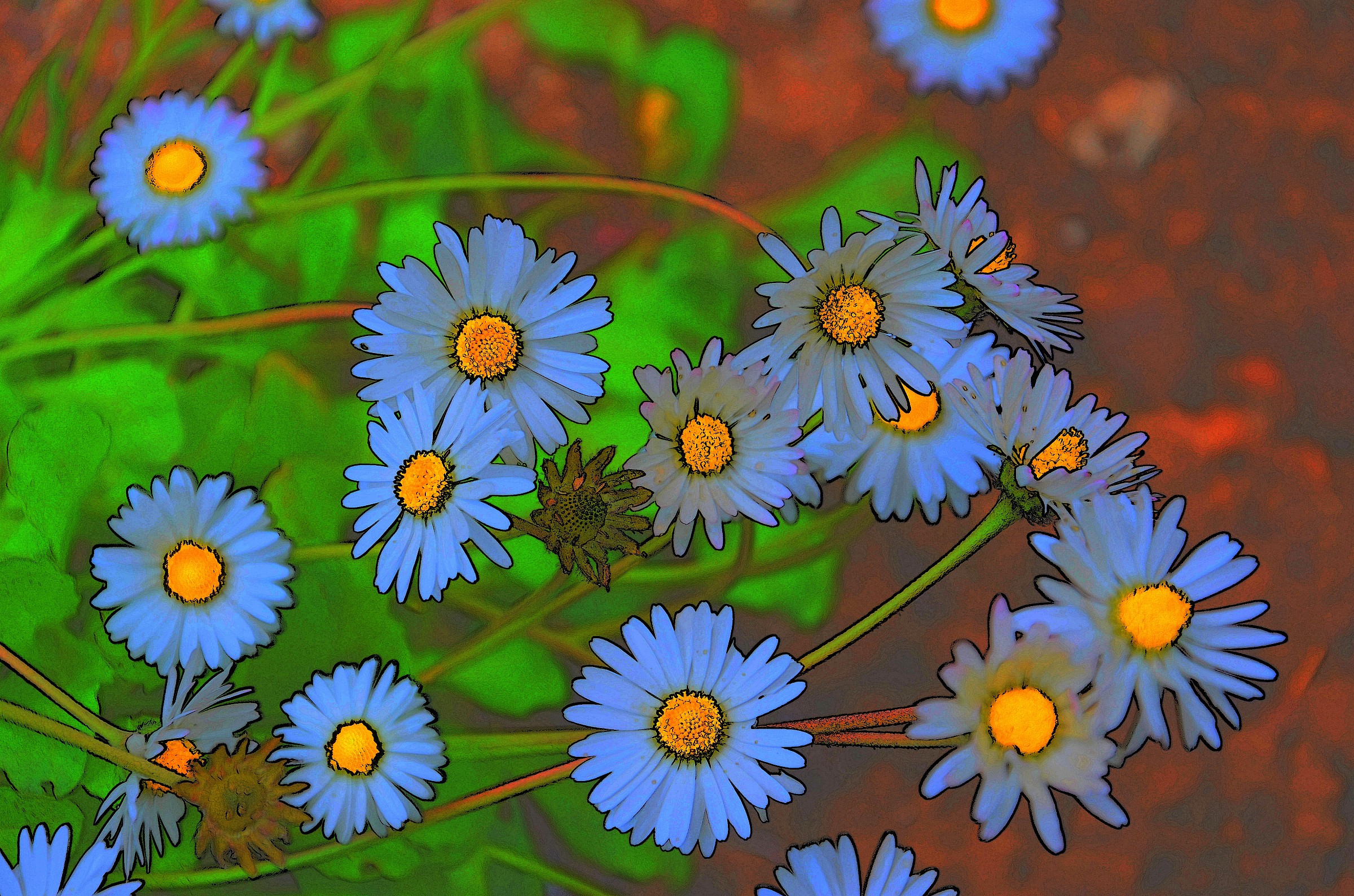 Daisies