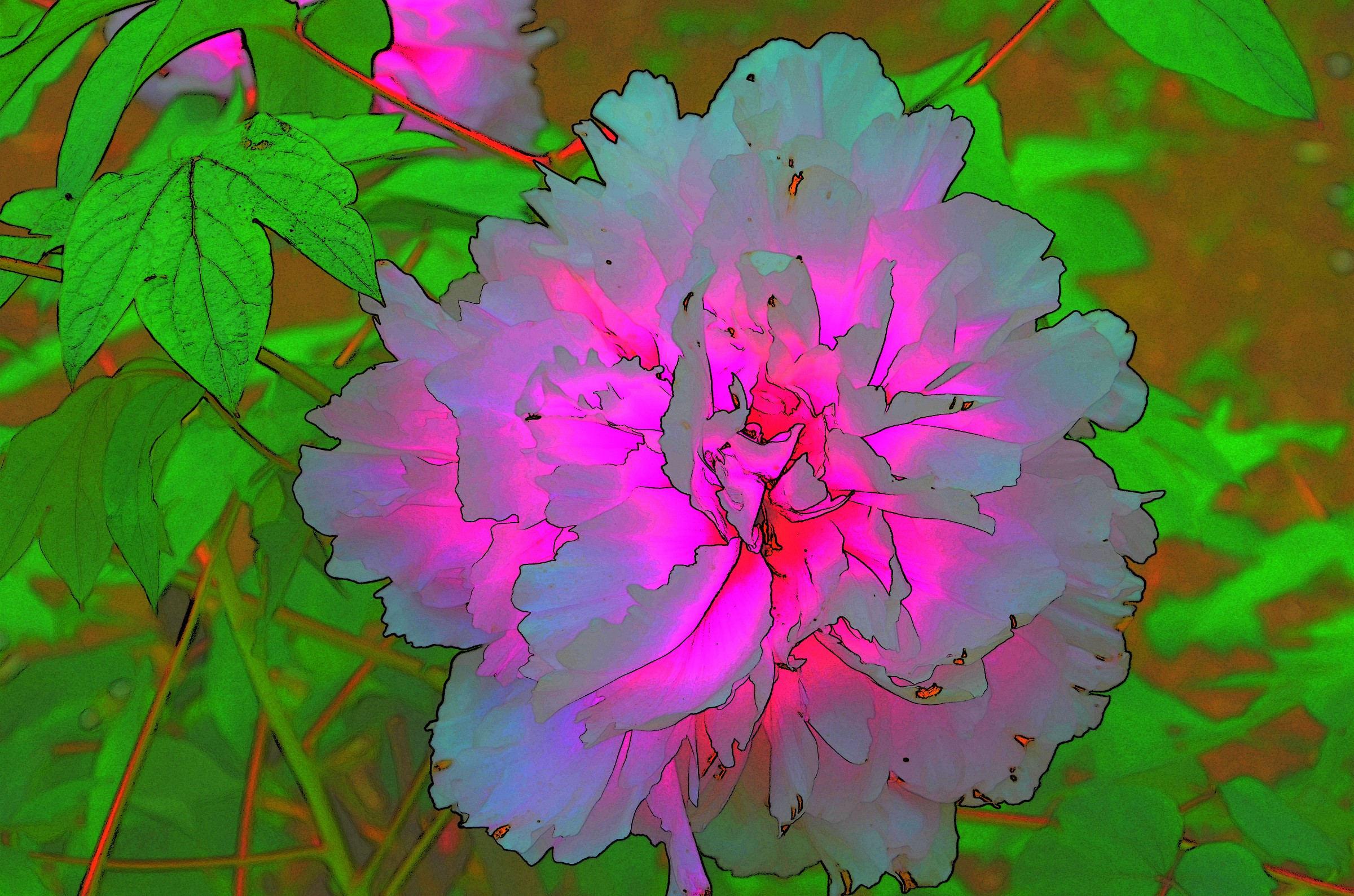 Peony
