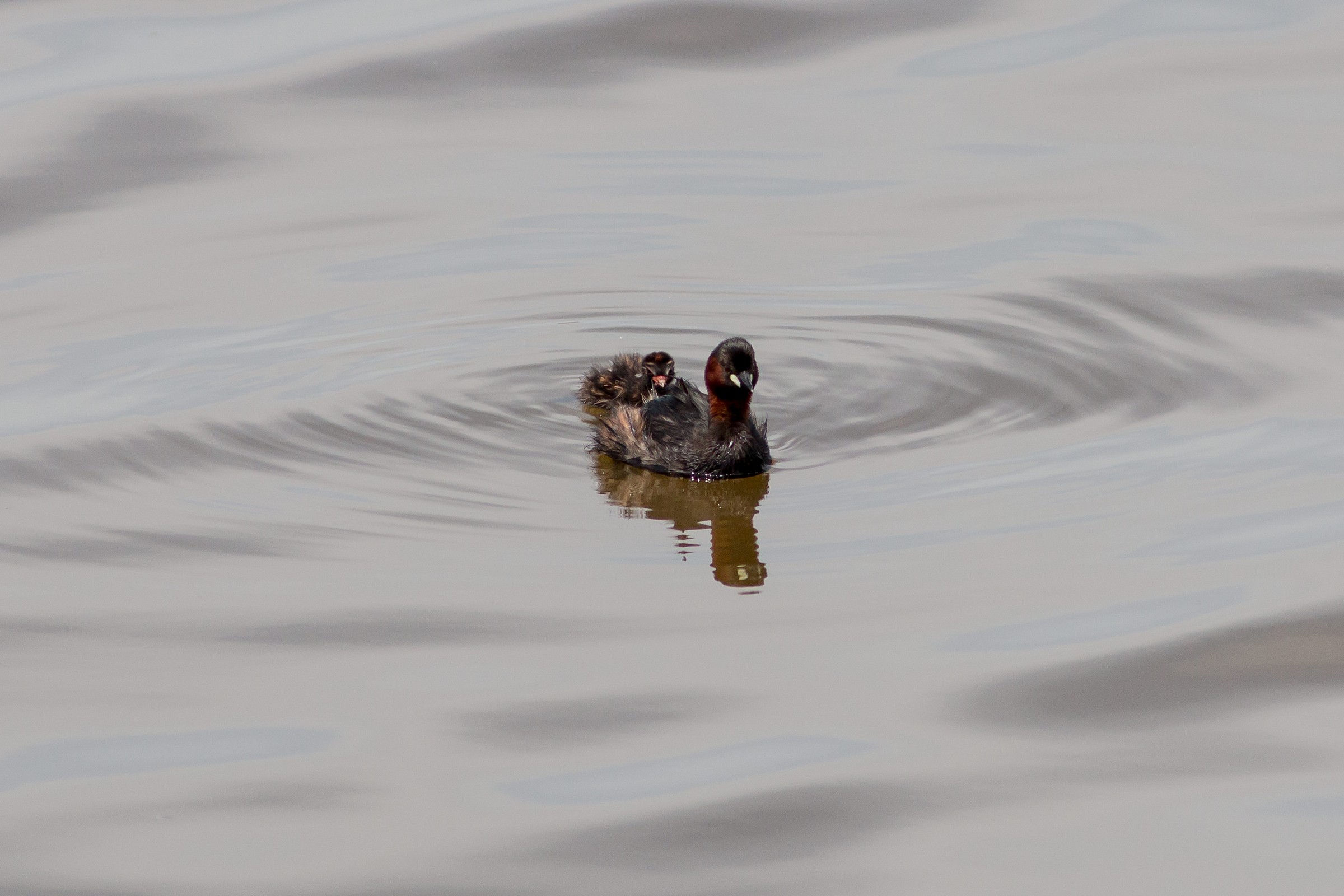 Little Grebe