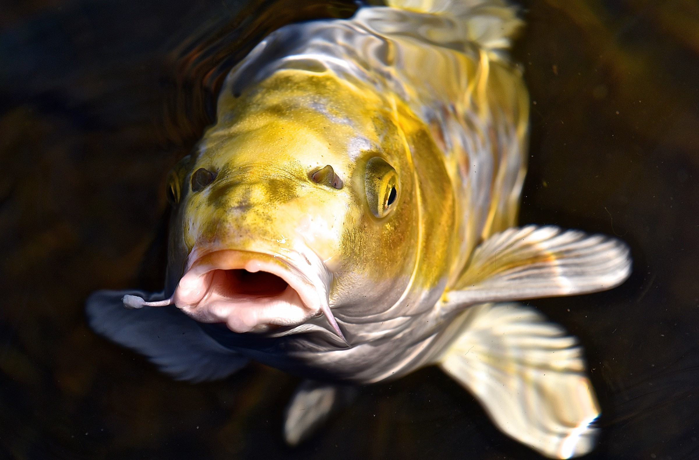 Socievolissima Koi carp ..