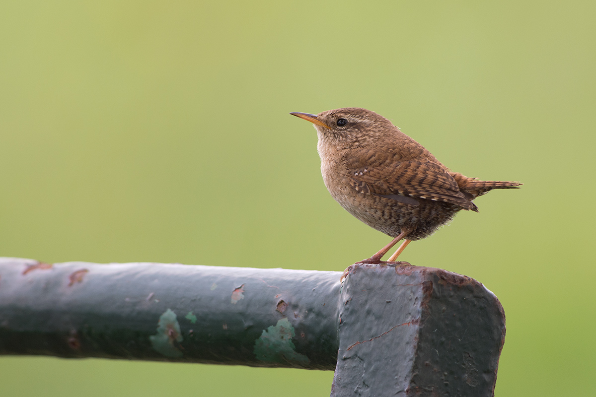 (Troglodytes troglodytes)