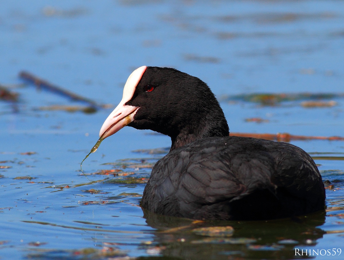 Fulica atra
