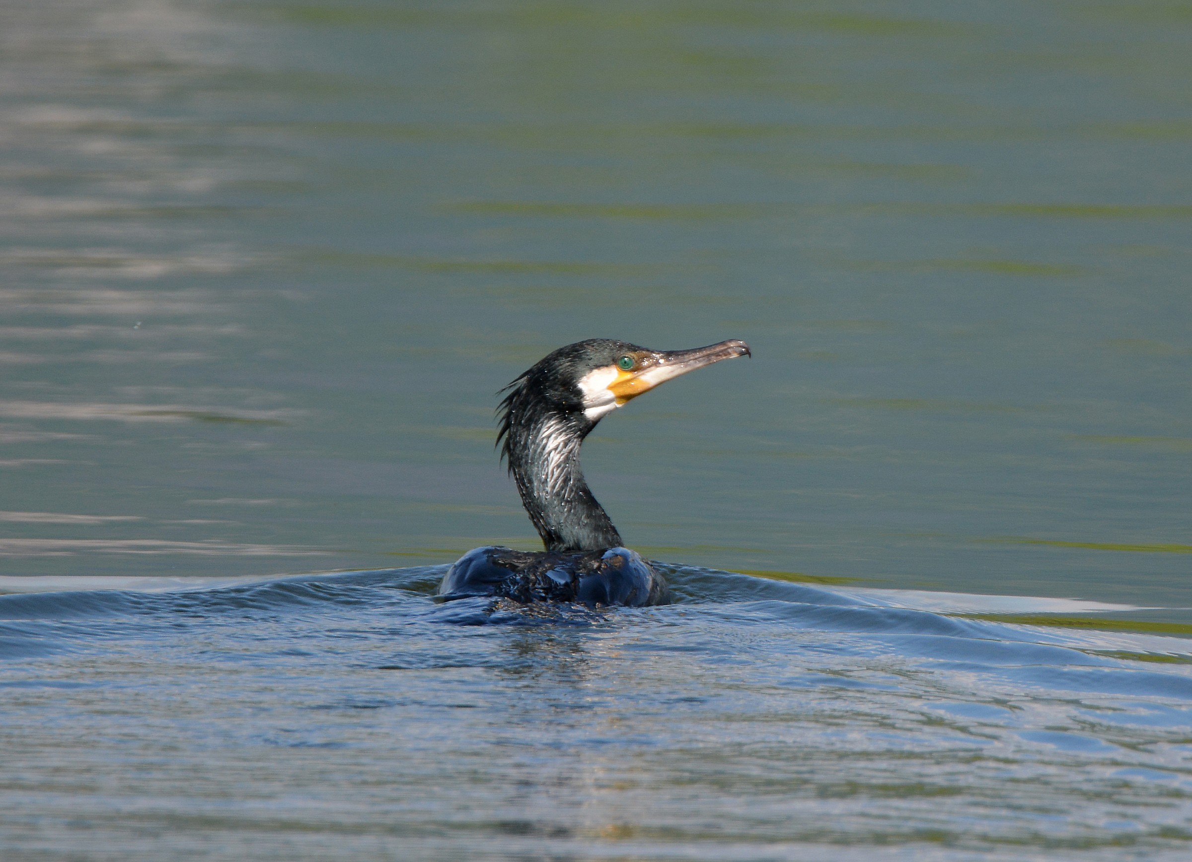 Cormorano