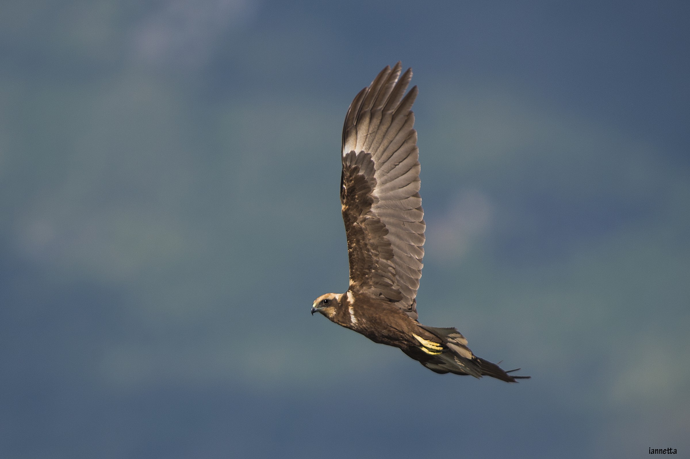 falco di palude femmina