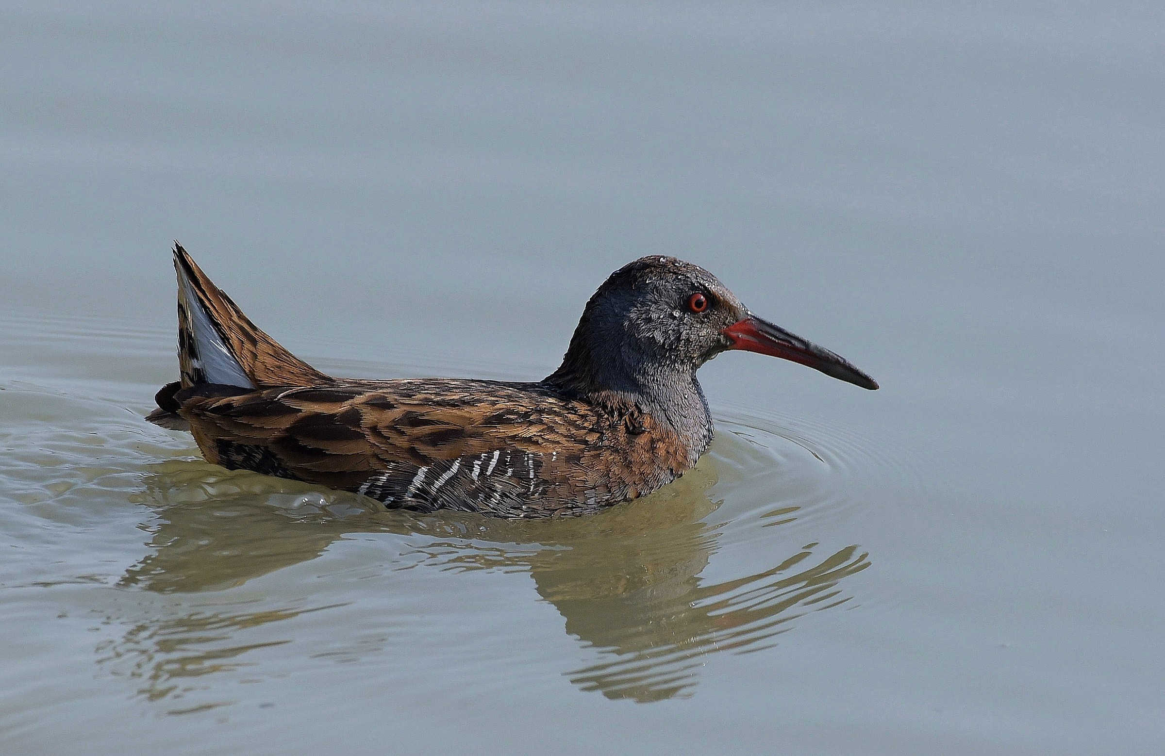 Porciglione a Bagno!