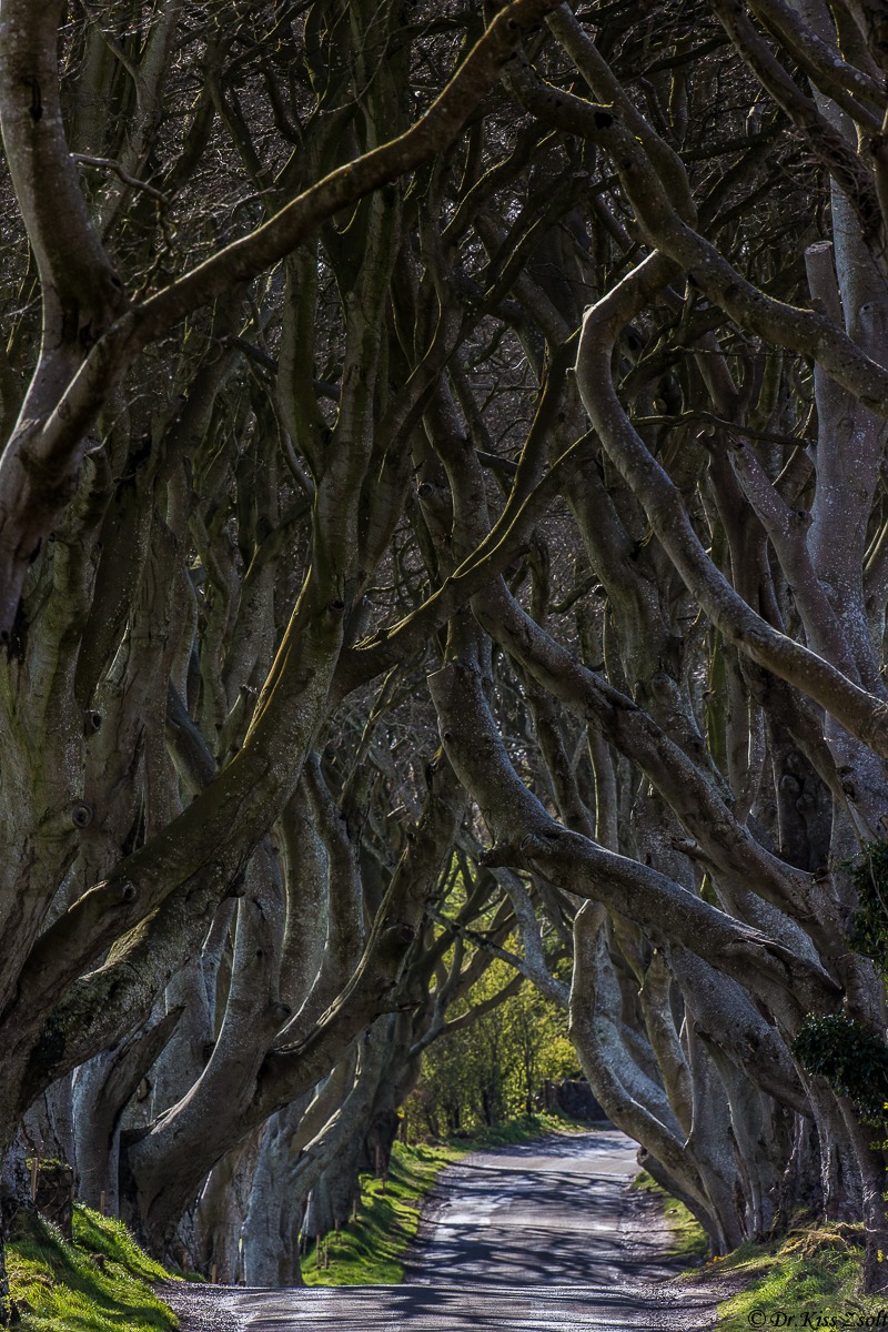 Dark Hedges