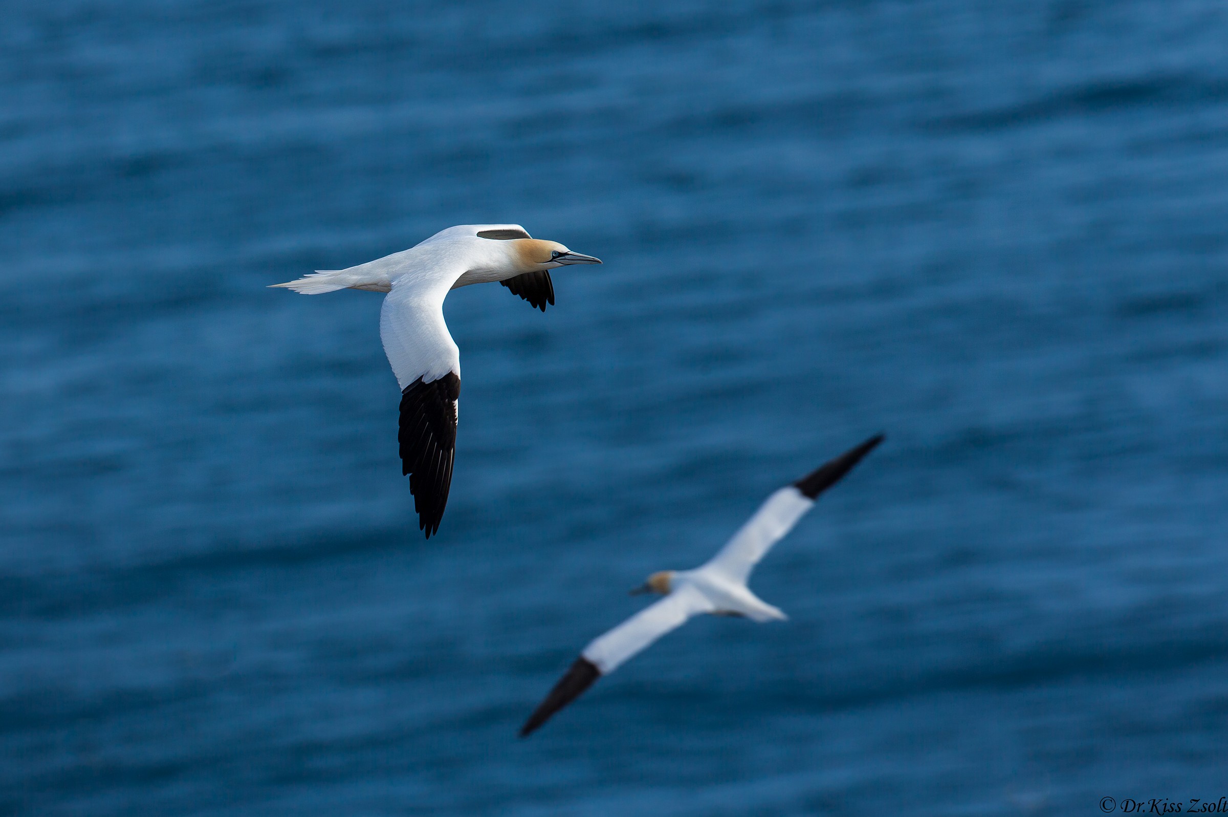 Gannet