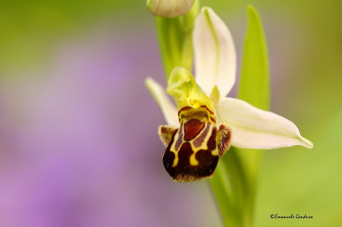 Ophrys apifera