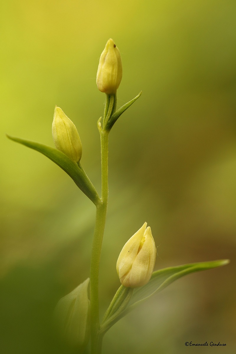 Cephalanthera damasonium
