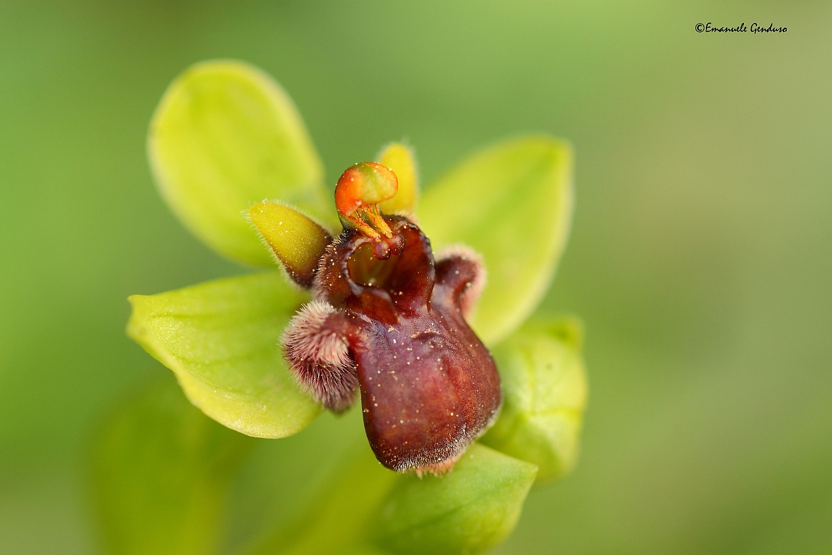 Ophrys bombiliflora