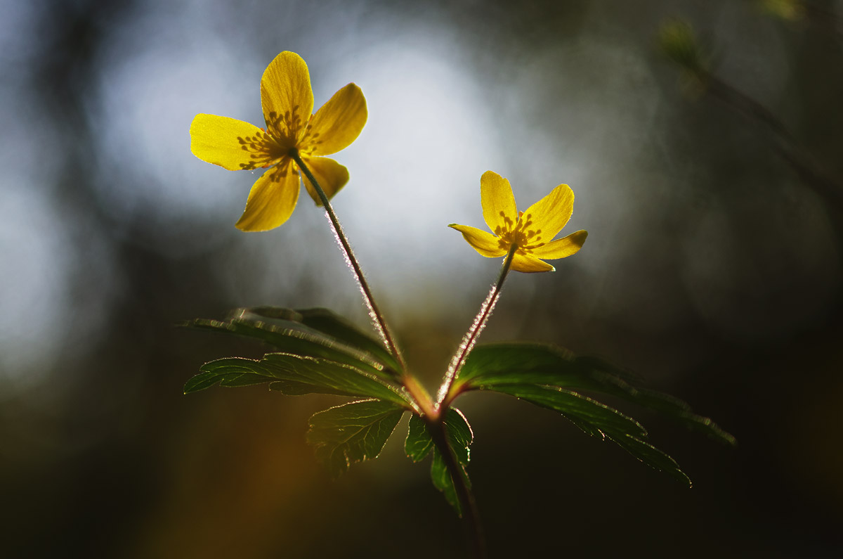 Anemone ranuncoloide