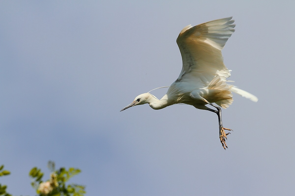 Egret