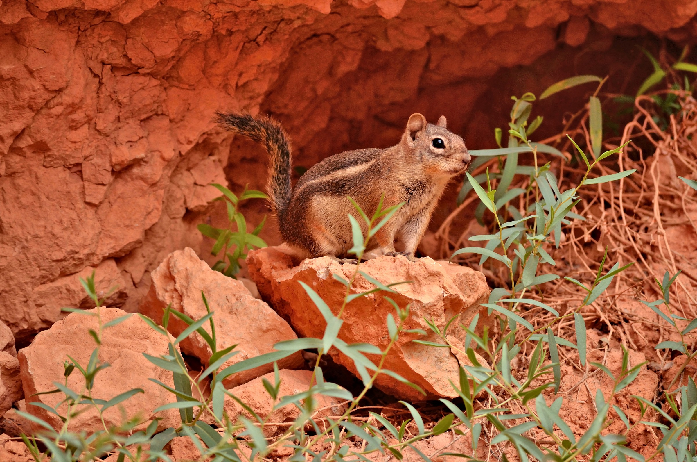 fauna in Bryce Canyon