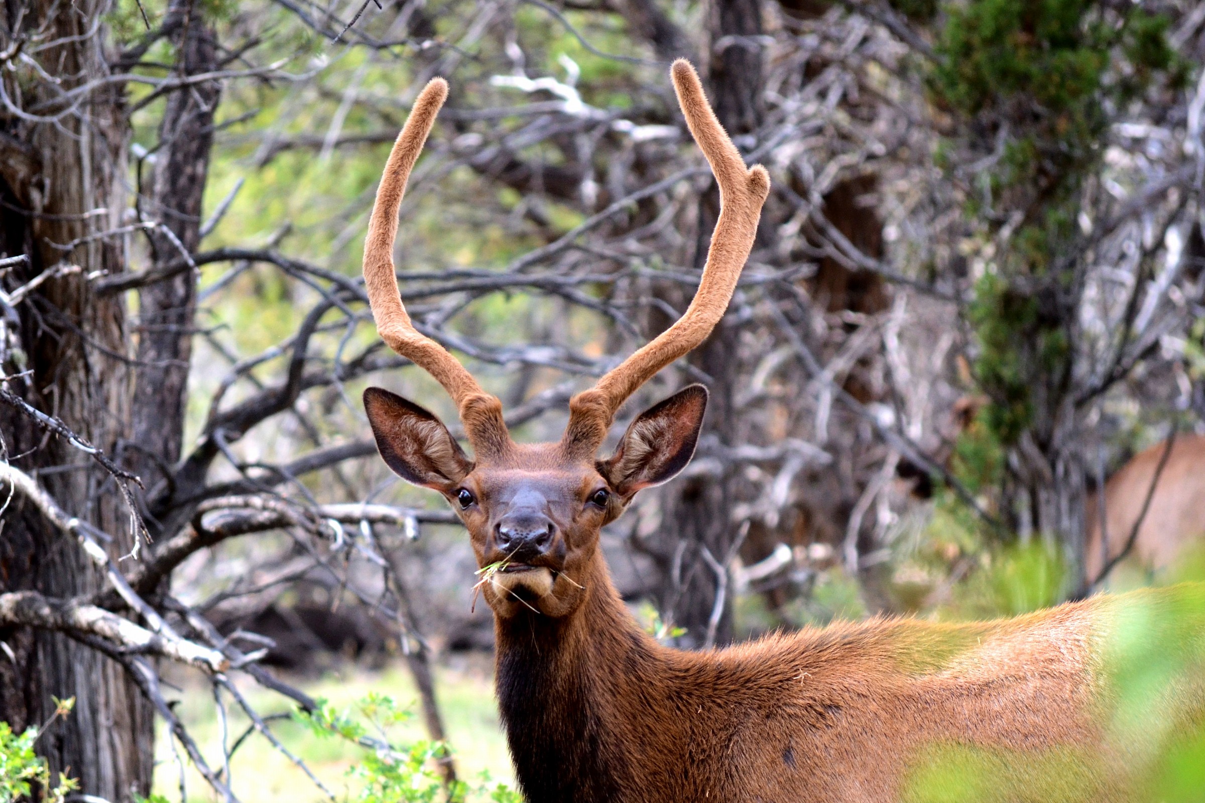 Wildlife at Grand Canyon