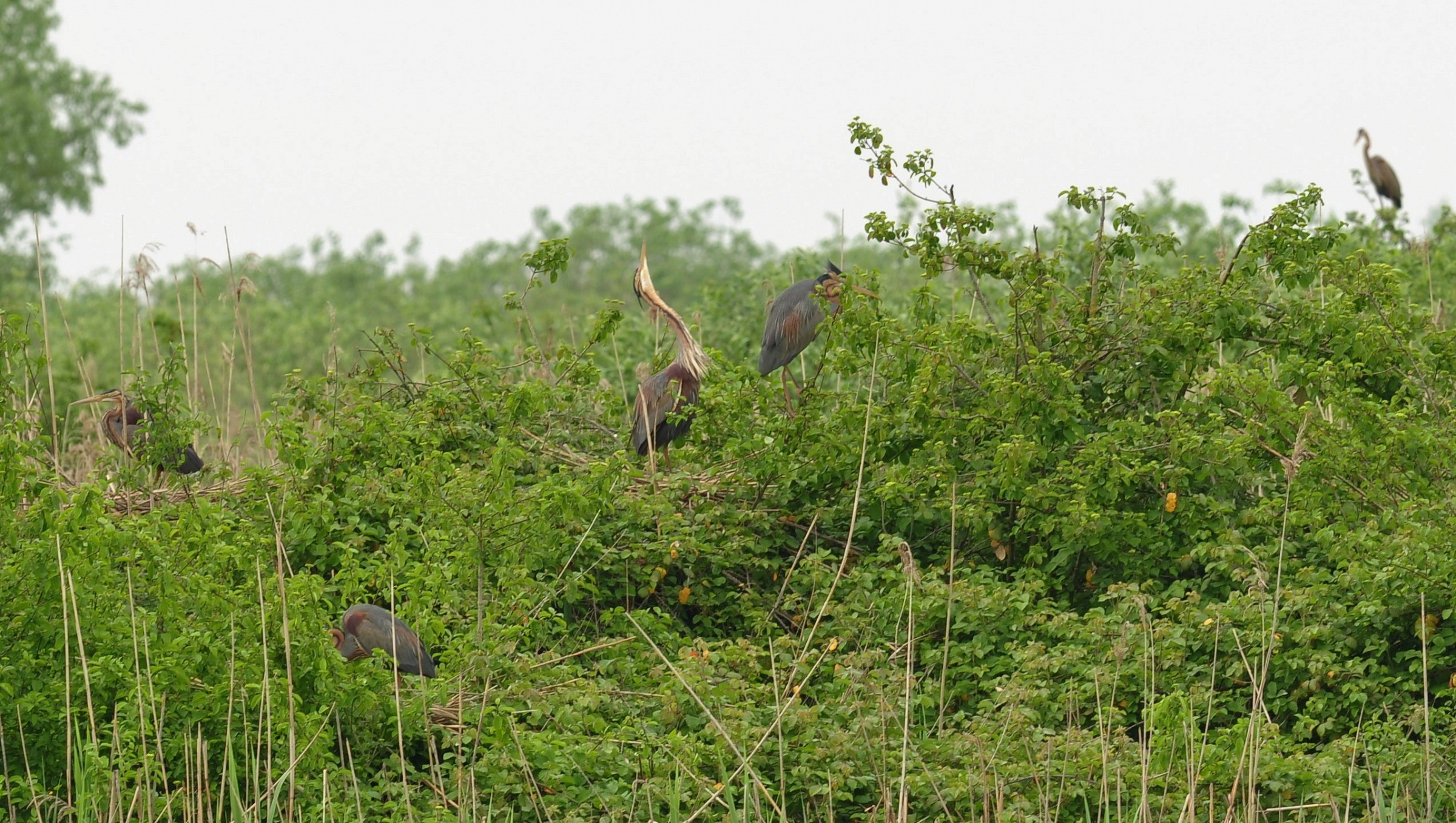 gruppo di aironi rossi