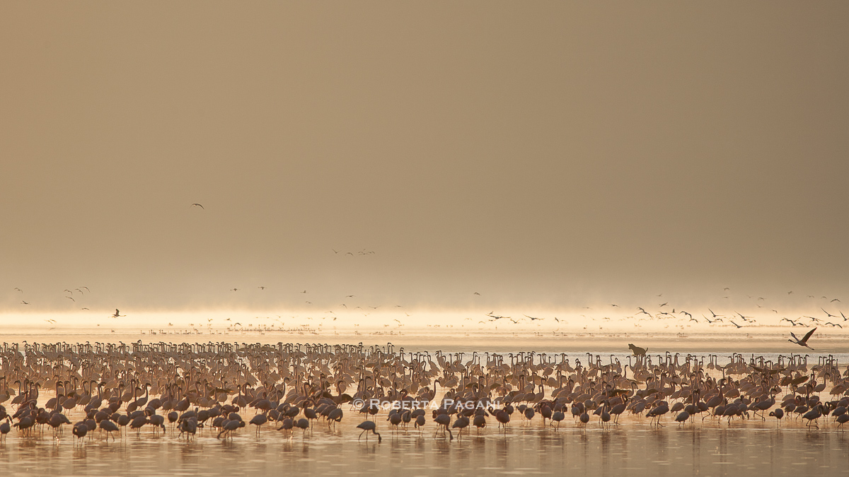 Hyena hunting flamingos